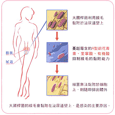 【加拿大ProfuseNaturals】蔓越莓500mg濃縮膠囊 ※ 取材自加拿大天然蔓越莓，將新鮮蔓越莓以獨特(36:1) 36倍濃縮萃取技術萃取而成， 不含糖份，無添加防腐劑、色素、糖及調味劑。 ※ 每顆膠囊含(36:1) 36倍濃縮之新鮮蔓越莓萃取物500mg。 每顆膠囊含有等同於18000mg的新鮮蔓越莓！ ※ 長期食用可調節生理機能、排尿順暢、讓身體保持清爽舒適。  商品名稱 : 蔓越莓500mg濃縮膠囊。   ★ 產品容量 : 90顆/瓶。   ★ 產品成份 : (36:1) 36倍濃縮蔓越莓萃取物。   ★ 產 地 : 加拿大。   ★ 食用方法 : 成人每天1-2顆，多食無益。 